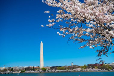 Washington 'da kiraz çiçekleri açılır. Geleneksel Japon kiraz çiçeklerinin bahar festivali. Gelgit Havzası ve Washington Anıtı.