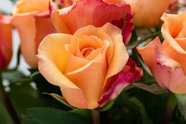 Квітка Персикової Троянди Жовтуватим Відтінком Пагонами Пелюстках Роза Цвітіння Крупним — стокове фото