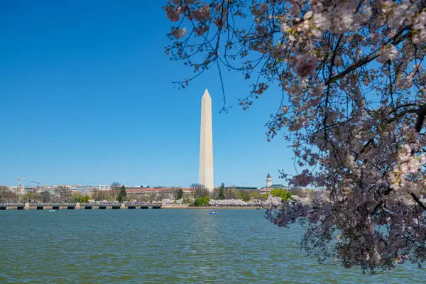 Washington Monument Přílivová Pánev Třešňové Květy Jaře Washington Royalty Free Stock Fotografie