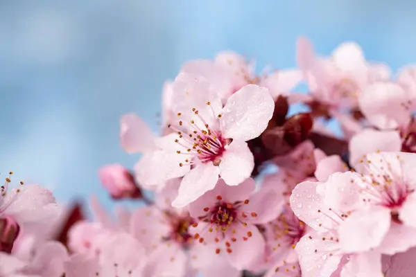Cseresznyevirág Tavasszal Sakura Virágok Kék Háttér Makrofotózás Jogdíjmentes Stock Képek