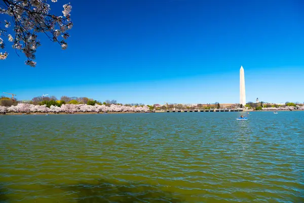 Washington Anıtı, gelgit havzası ve ilkbaharda çiçek açan kiraz ağaçları, Washington D.C..