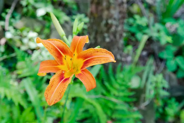 Zblízka Oranžové Barvy Kvetoucí Denní Lilie Květ Zahradě Obklopen Rostlinami Stock Snímky