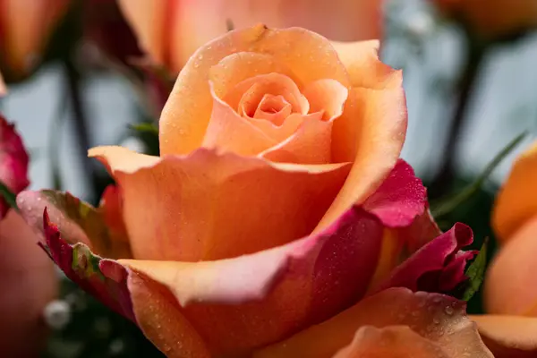 ピンクのバラの花 花びらにデューキャップが付いている黄色がかった色合い ローズ ブルーム クローズアップ ストック写真