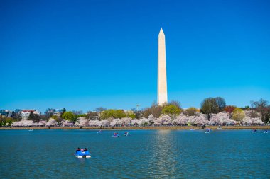Geleneksel Japon kiraz çiçeklerinin bahar festivali. Gelgit Havzası ve Washington Anıtı. Washington DC 'de kiraz çiçekleri.