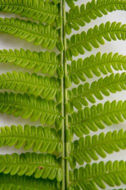 Doku yeşil eğreltiotu yaprağı arka plan, tropikal yaprak yakın plan