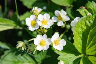 Baharda yabani çilek çiçekleri. Yakın plan..