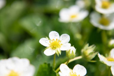 Baharda bir çiftlik yatağında çilek çiçeği. Yakın plan..