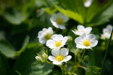 İlkbaharda doğal ortamda çilek çiçekleri. Yakın plan..