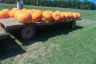 Açık çiftçi pazarında içi olgun balkabaklarıyla dolu bir araba..