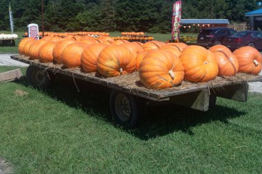 Açık çiftçi pazarında içi olgun balkabaklarıyla dolu bir araba..