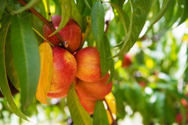 Şeftali ağacında sulu olgun şeftaliler.