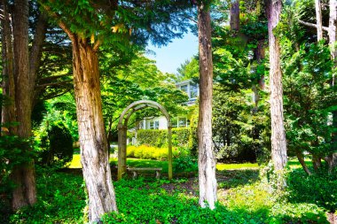 Çalı bülbülü ve pergola ile çardak ağaçların arasındaki yaz bahçesinin gölgesinde.