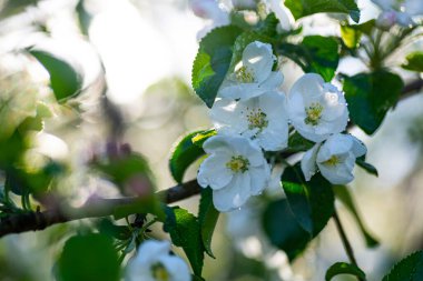Bahar bahçesinde çiçek açan elma ağacı. Ağaçtaki beyaz çiçekler..
