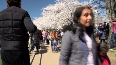 Washington 'daki bir festivalde turistler kiraz çiçeği ağacının altında yürümenin keyfini çıkarıyorlar..
