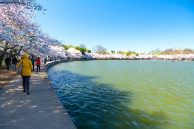 Turistler, Washington DC 'deki bir gel-git havuzunda kiraz ağacının altında yürümekten hoşlanırlar.
