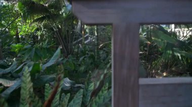 Washington, DC 'deki Washington Botanik Bahçesi' nde tropikal palmiye ve leana bitkileri çalılığı..