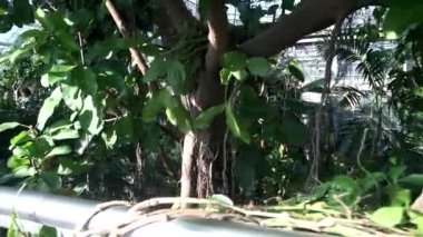 Washington, D.C. 'deki ABD Botanik Bahçesi Tropicals Serasında Leanas ve avuç içleri..