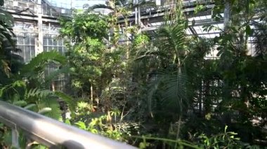 Washington, D.C. 'deki ABD Botanik Bahçesi Tropicals Serasında Leanas ve avuç içleri..