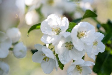 Baharda ağaçta çiçek açan elma ağacının beyaz çiçekleri. Yaprakların üzerine yağmur damlası. 