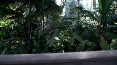 Washington, D.C. 'deki ABD Botanik Bahçesi' ndeki Topical 's Greenhouse' da yaslanmalar ve avuçlar..