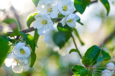 Büyüyen elma ağacı narin çiçeklerle bezenmiş, canlı bir bahar bahçesinin arka planına kurulmuş.