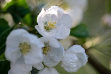 Gün ışığında çiçek açan elma dalları. Yakın çekim, seçici odaklanma.