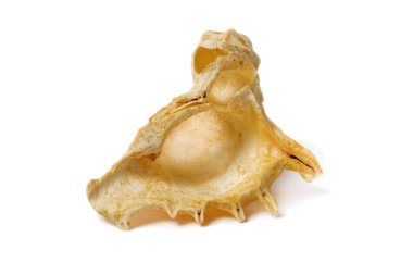 Okyanus Fısıltıları Huzuru Beyaz bir arkaplanda Bir Deniz Kabuğunun Kucağında Yakalandı