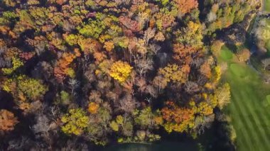 Virginia 'daki bir sonbahar ormanının havadan görünüşü. Sonbahar yapraklarının parlak renkleri. Ağaçların üzerinde kamera hareketi.