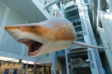 Washington, DC 'deki Smithsonian Ulusal Doğal Tarih Müzesi' nde dev köpekbalığı sergileniyor..