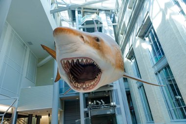 Smithsonian Ulusal Doğal Tarih Müzesi 'nde tarih öncesinden kalma bir megalodon köpekbalığı resmi..