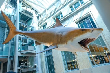 Washington, DC 'deki Smithsonian Enstitüsü Ulusal Doğal Tarih Müzesi' nde tarih öncesi megalodon köpekbalığı..