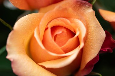 Yapraklarına çiy damlası damlayan şeftali renkli gül. Makro fotoğrafçılık.