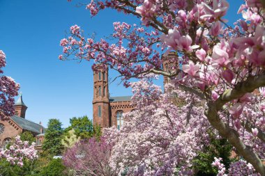 Smithsonian bahçesinde açan pembe manolya..