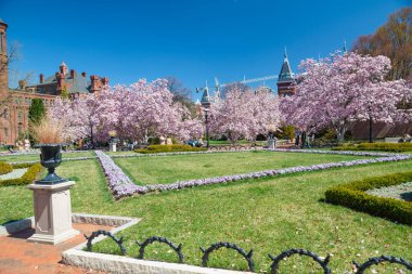 Washington 'daki Smithsonian Enstitüsü' nün bahçesinde pembe manolya çiçek açtı..