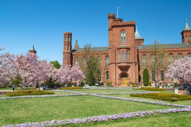 Smithsonian Enstitüsü 'nün baharda açtığı manolya mavi gökyüzünün altında..