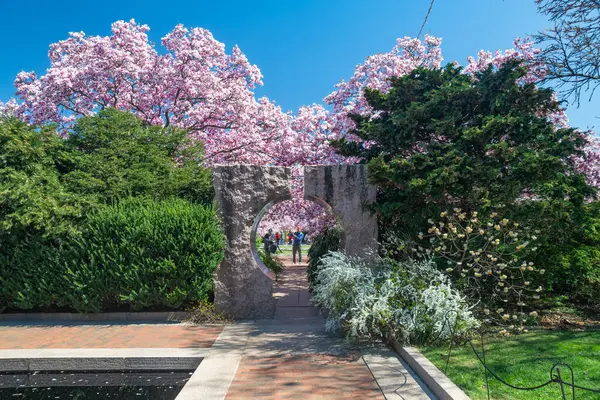 Smithsonian Enstitüsü 'nün bahçesinde manolya çiçek açtı. Washington 'da Bahar Festivali.