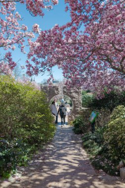 Smithsonian Enstitüsü 'nün Bahçesinde Magnolia çiçek açıyor. Turistler çiçeklerin arka planında fotoğraflanırlar.