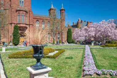 Smithsonian Enstitüsü 'nün baharda açtığı manolya mavi gökyüzünün altında..