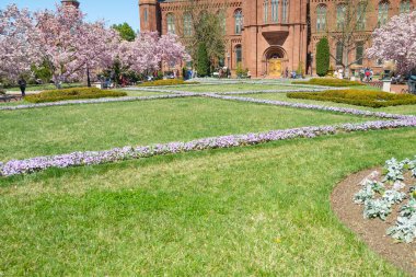 Smithsonian Enstitüsü 'nün Bahçesinde Magnolia çiçek açıyor.