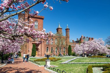 Smithsonian bahçesinde açan pembe manolya..