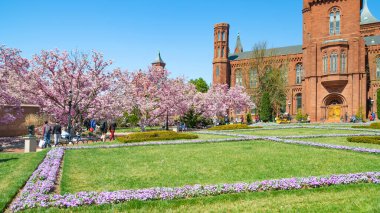Washington DC 'de manolya çiçekleriyle çevrili Smithsonian Enstitüsü..