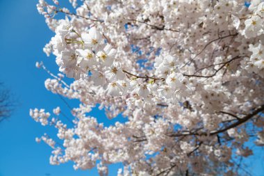 Mavi gökyüzünde çiçek açan elma çiçekleri..