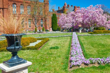 Washington DC 'de manolya çiçekleriyle çevrili Smithsonian Enstitüsü..