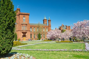 Smithsonian Enstitüsü 'nün Bahçesinde Magnolia çiçek açıyor.