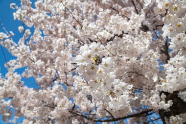 Mavi gökyüzüne karşı beyaz elma çiçeği.