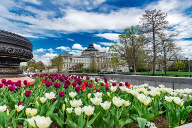 Washington 'ın tarihi merkezinde çiçek ve lale yatağı..
