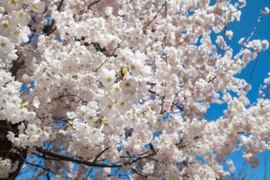 İlkbaharda elma ağacı çiçek açar. Mavi gökyüzüne karşı çiçekler.