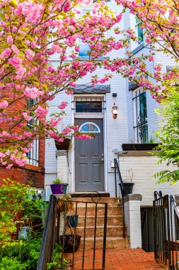 Washington 'daki bir konağın ön bahçesinde çiçek açan kiraz ağacı 