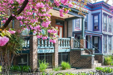 Washington 'da bir evin önünde çiçek açan Kanzan kiraz ağacı..