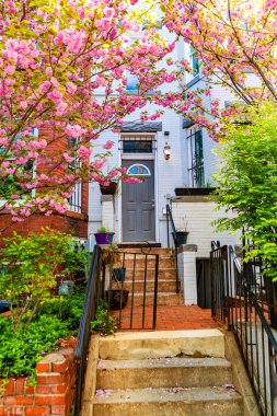 Washington 'da bir konağın kapısının önünde çiçek açan kiraz bahçesi..